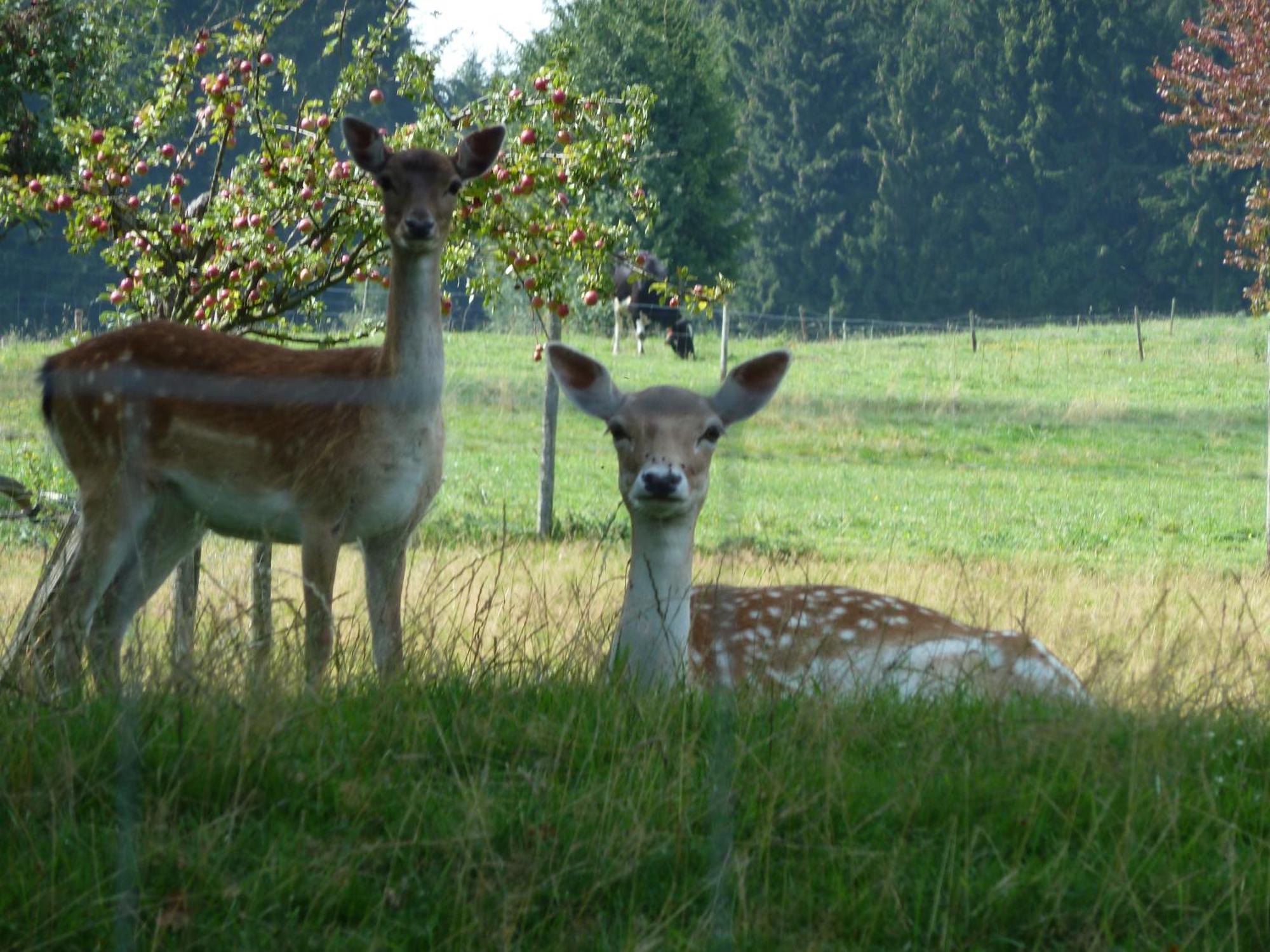 Hotel Und Landgasthof Zum Bockshahn Spessart  Luaran gambar